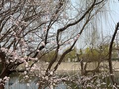 -桃花堤公园