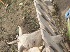 -前小桔亲子创意农场·草莓采摘·露营烧烤