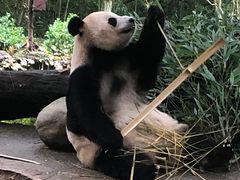 -都江堰中华大熊猫苑