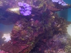 -上海海洋水族馆