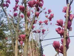 -白鹭湾湿地公园