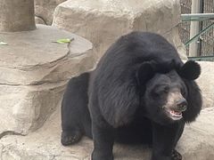 -石家庄市动物园