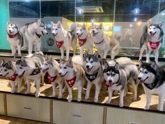 -Husky Go! 哈士奇体验馆·宠物咖啡厅狗咖