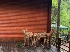 -普洱太阳河森林公园
