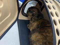 -中农国际动物医院24小时·猫科·骨科·急重症中心