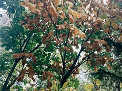 -云海肴·汽锅鸡·云南菜(领展购物广场·中关村店)