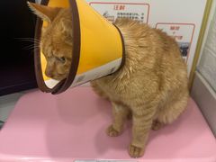 -康旭宠物医院(郑州总院)