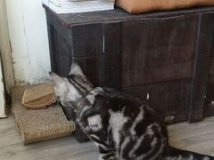 android_upload_pic-海边的猫和咖啡馆