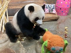 -海南热带野生动植物园