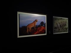 -罗红摄影艺术馆