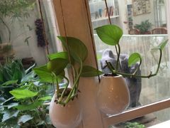 -燕庭·纯燕窝·甜品下午茶(南京西路店)