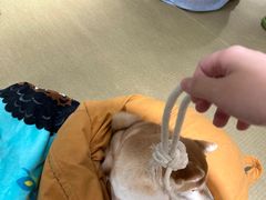 -逗柴咖啡屋·狗咖猫咖宠物桌游