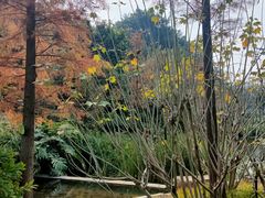 -云溪植物园
