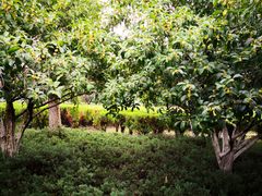 -白塘生态植物园