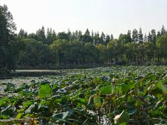 -艾溪湖湿地公园