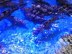 -盒马鲜生(大成店)