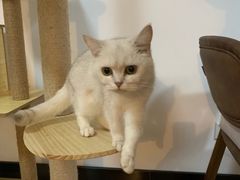-猫爪屋猫咖(乐汇城店)