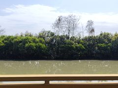 -大湾区中央湿地公园