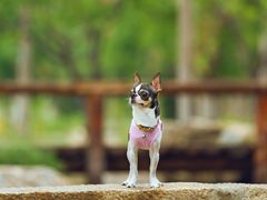 -超宠爱宠物摄影-Super pet