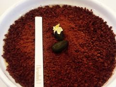 提拉米苏-Bracket Coffee(银河SOHO店)