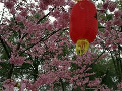 -东湖磨山景区樱花园-停车场