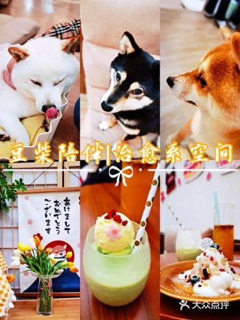 超治愈空间撸狗狗喝咖啡️吃甜品