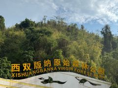 -西双版纳原始森林公园