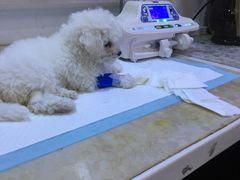 -严国平动物医院(德政总院)