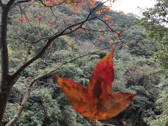 -广州市石门国家森林公园