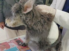 -美联众合动物医院·24h京西诊疗中心