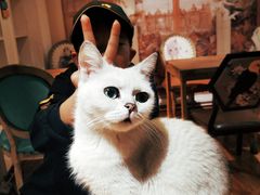 -猫小院猫主题餐厅(南锣旗舰店)