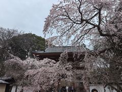 -醍醐寺