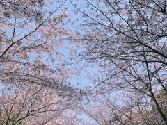 -高东镇樱花园