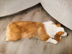-浣熊柯尔鸭土拨鼠·电玩咖