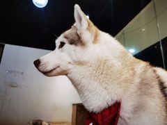 -Husky Go! 哈士奇体验馆·宠物咖啡厅狗咖