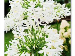 -三圣花乡旅游区