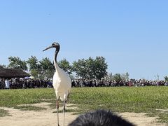 -盐城丹顶鹤湿地生态旅游区