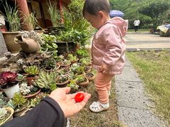 -腾冲国萍农家乐