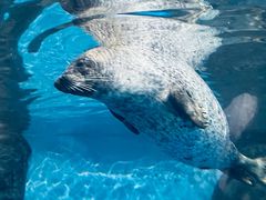 -上海海洋水族馆