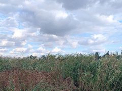 -春花秋色城市公园