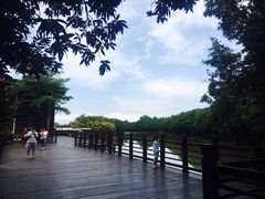 -大湾区中央湿地公园