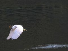 -重庆彩云湖湿地公园