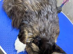 -PETKIT小佩宠物·低压洗护(国顺东路店)