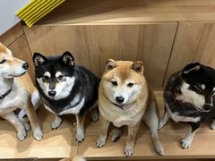 -是阿柴呀！柴犬咖啡·爱喵喵猫咖
