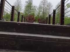 -九科绿洲
