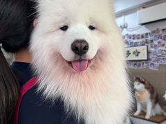 -星多哈·狗咖·拼豆·咖啡