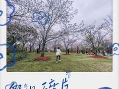 -顾村公园