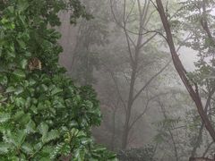 -六里坪国家森林公园