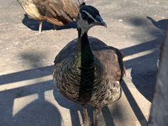 -西霞口神雕山野生动物世界