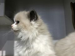 -东方名猫馆·英短金渐层布偶猫舍(环线广场1号楼店)